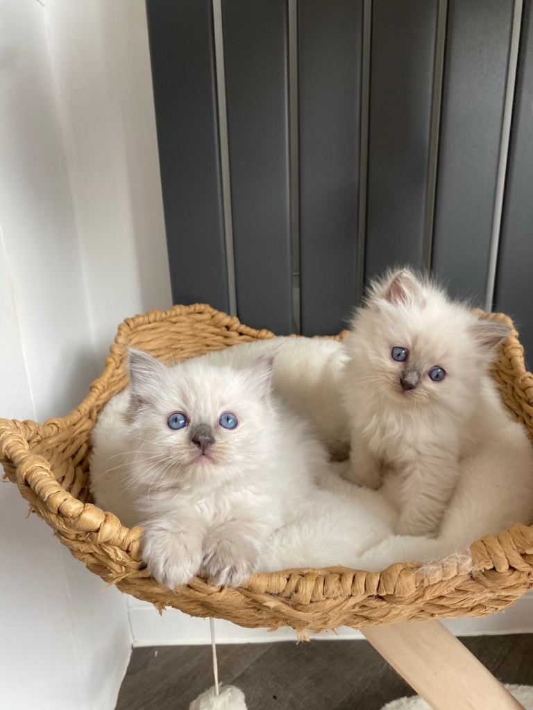 Ragdoll kittens 