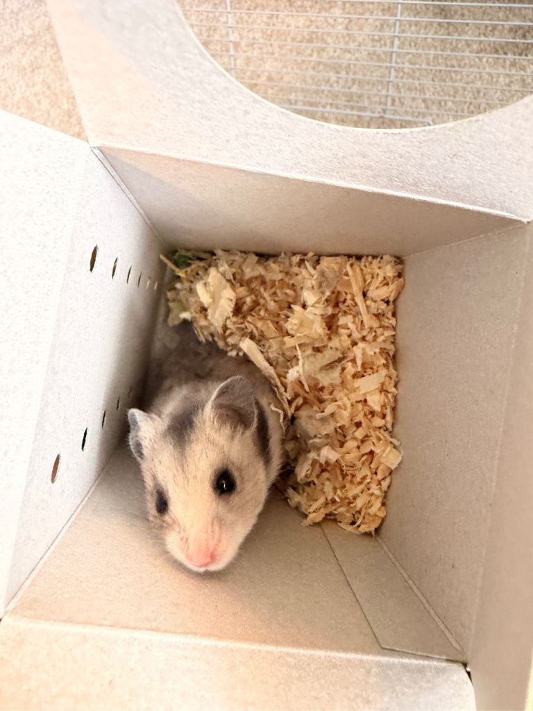 syrian hamster 
