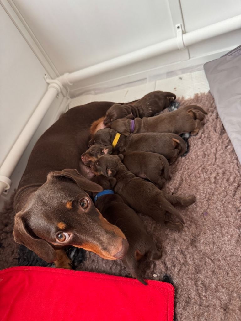 Chocolate and tan miniature dachshund puppies  