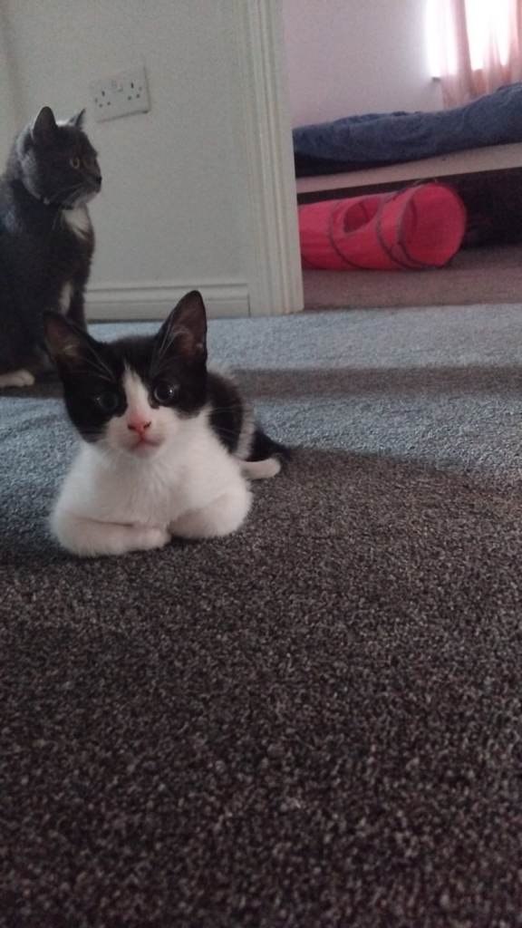 Boy kitten for sale