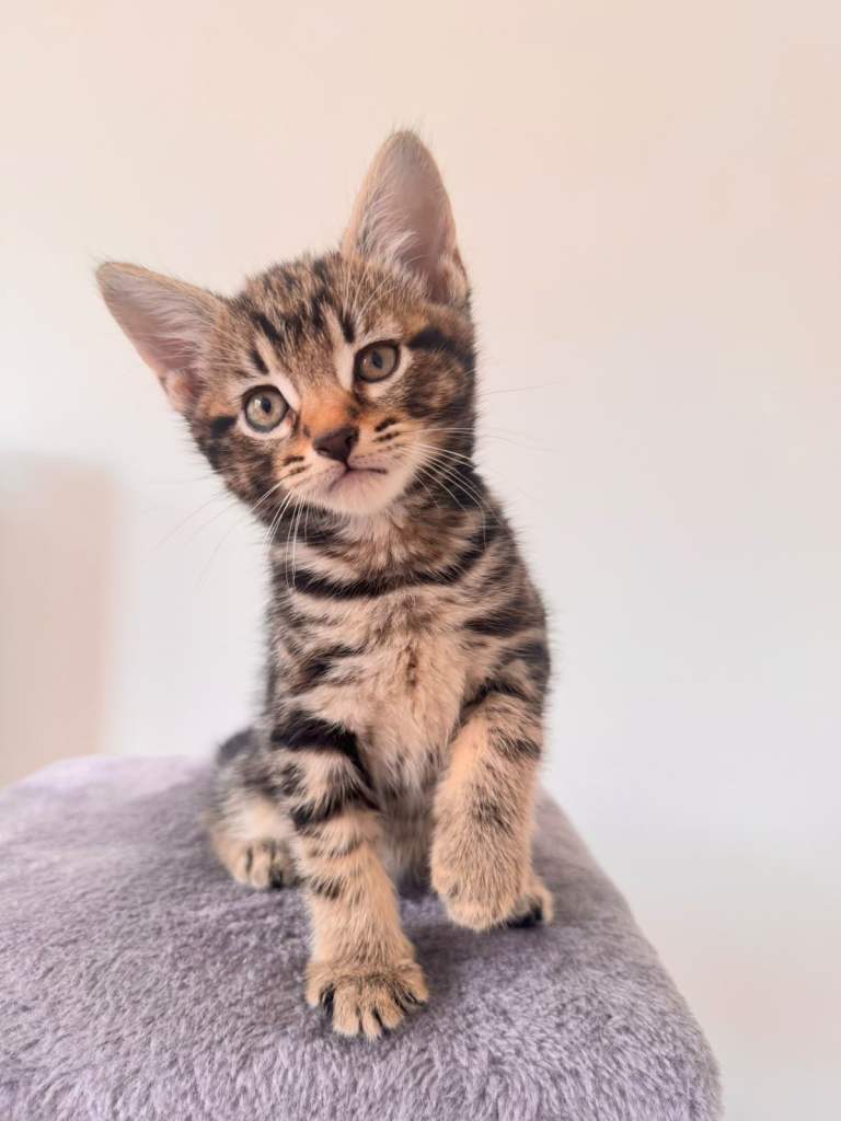 🐾 Adorable 8-Week-Old Kittens Looking for Loving Homes 🐾