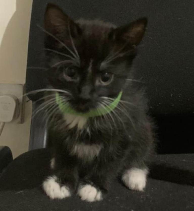 Three male cats left - 11 week old. 