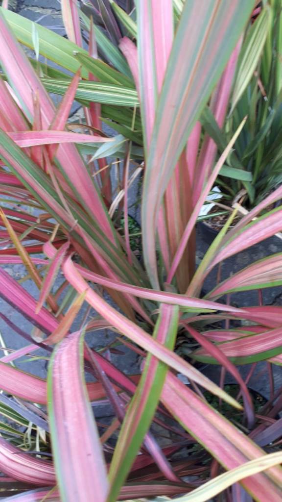 Phorniums  plants