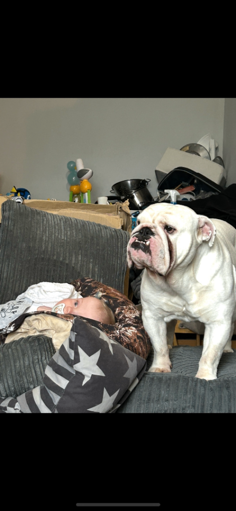 English Bulldog – Male – 3 Years Old – Looking for a Quiet, Child-Free Home