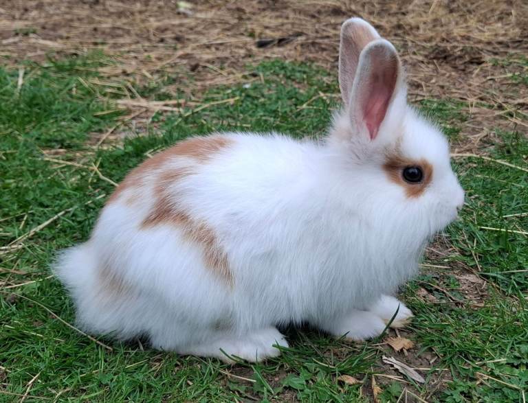 Lion head Female rabbits for Sale