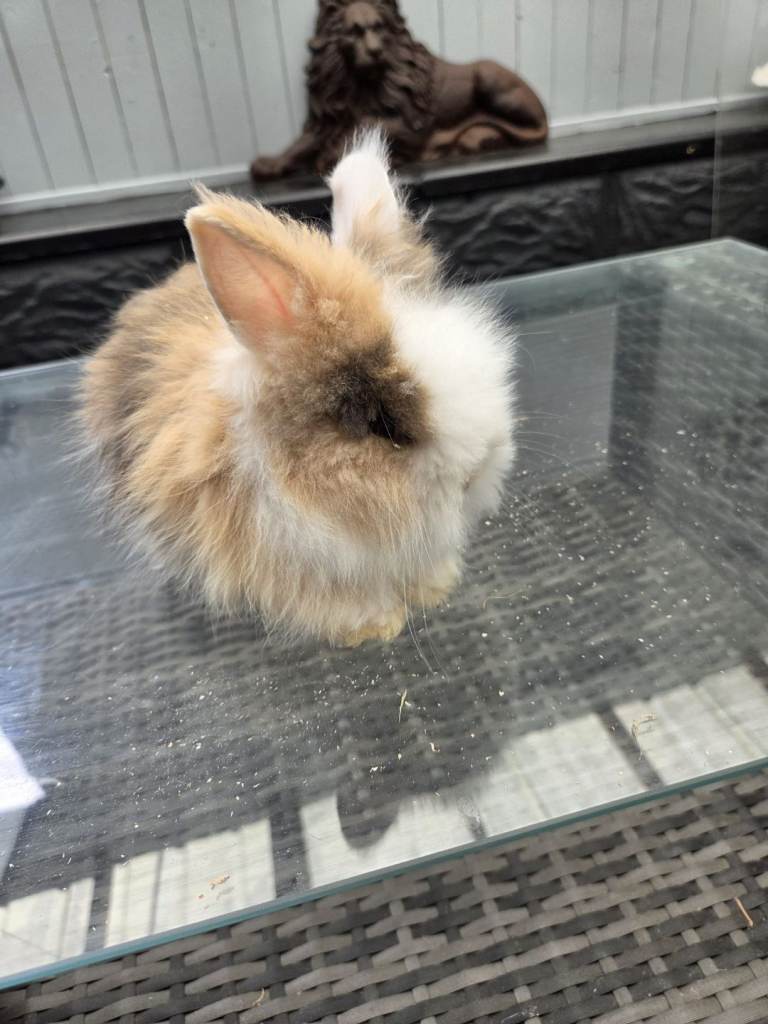 Angora/teddy rabbits