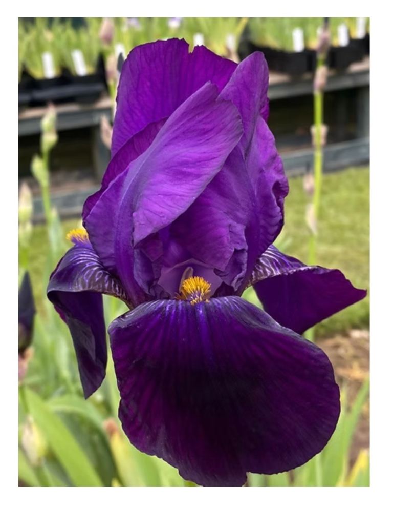 Iris outdoor flower 