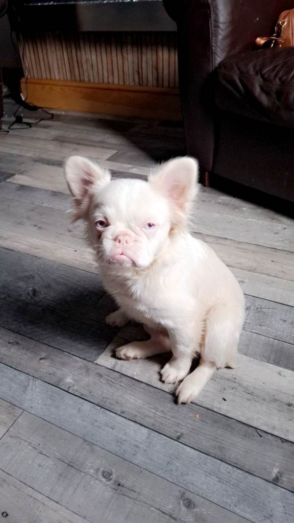 1 year old french bulldog female