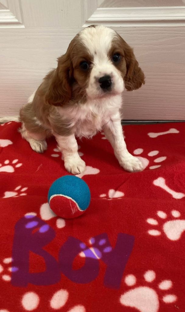 Kc cavalier puppy’s available 🐶⭐️⭐️⭐️⭐️⭐️