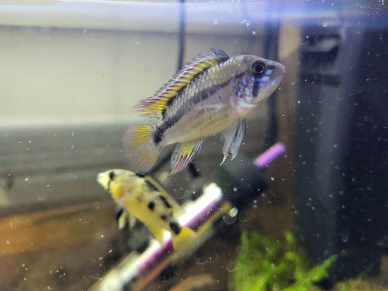 Plecos & rare Apistogramma Purple available 