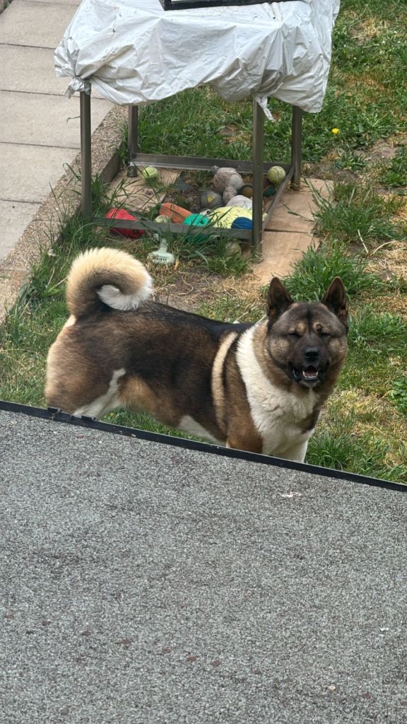 7 year old full bread american akita for sale 