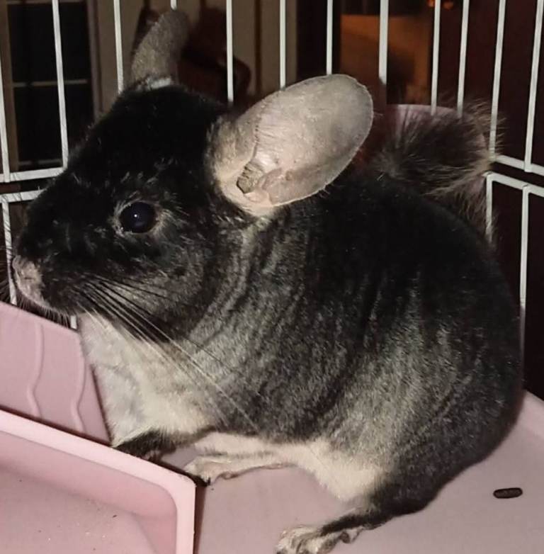 Chinchilla and Guinea pigs 