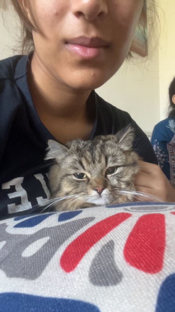 Persian Cat URGENT