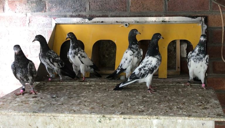pigeon