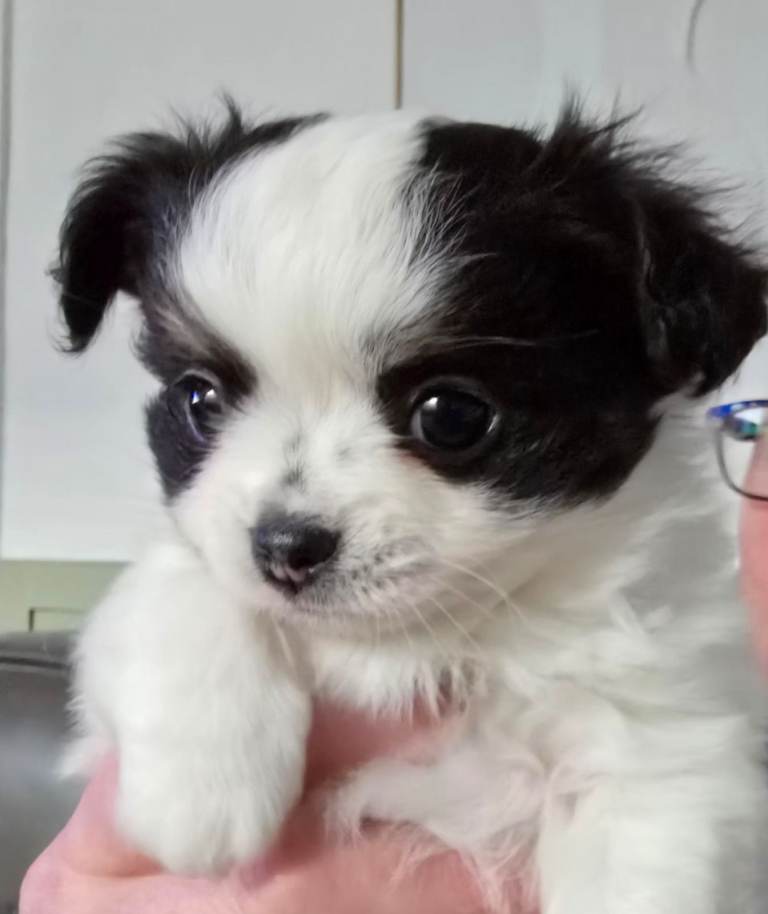 A Beautiful Long Coat Chihuahua Boy