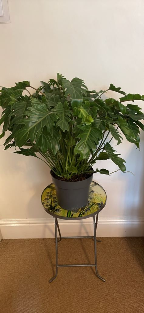 Plant philodendron Xanadu 65cm 