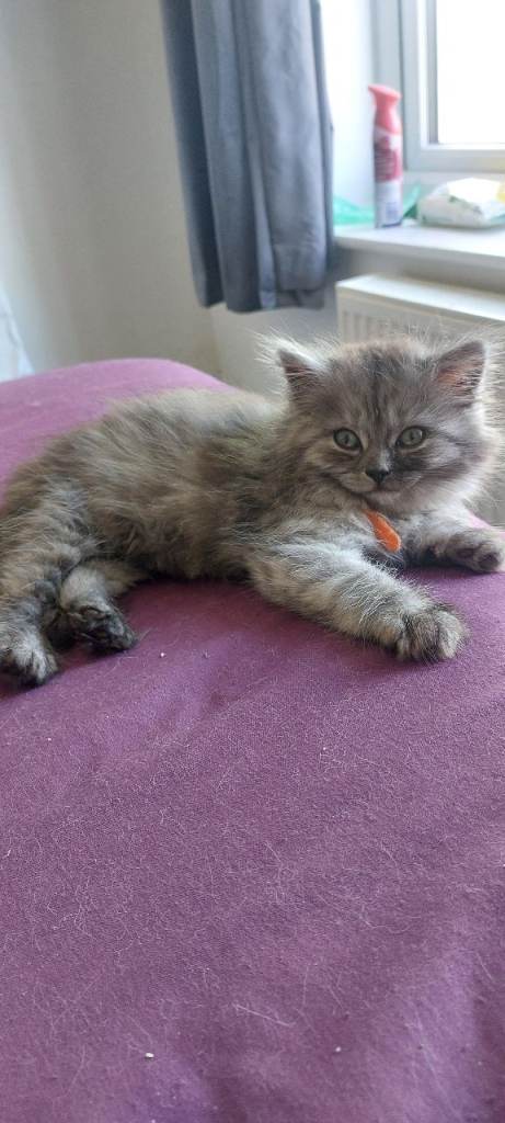 2 female british longhair 