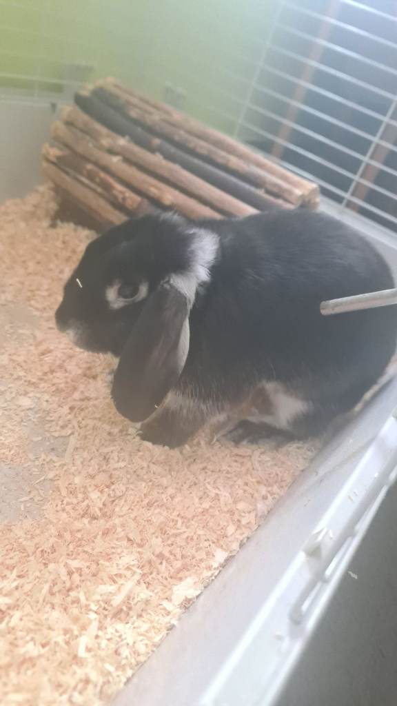 Bunny 