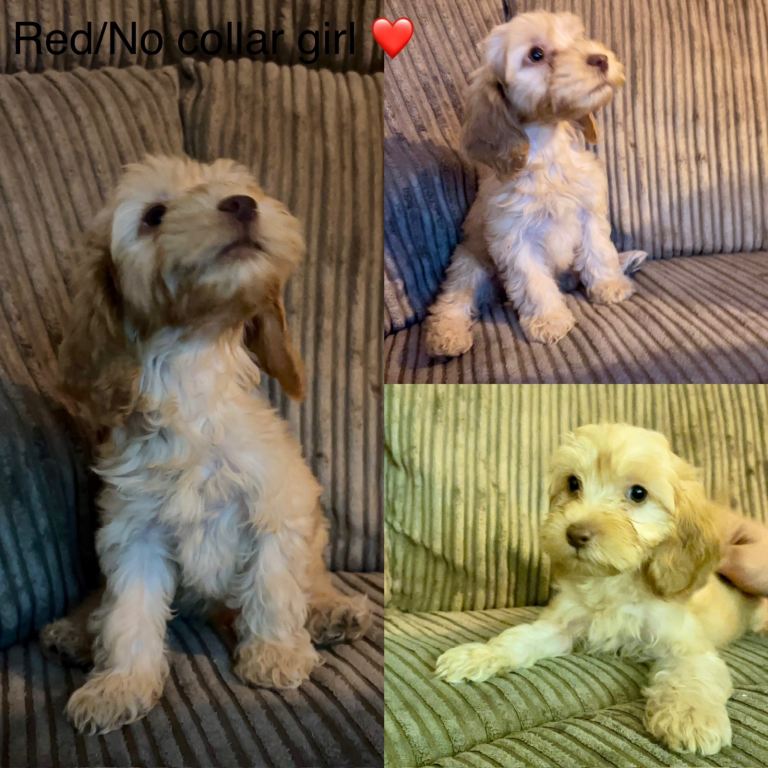 LAST GIRL LEFT  - cockapoo puppies for sale