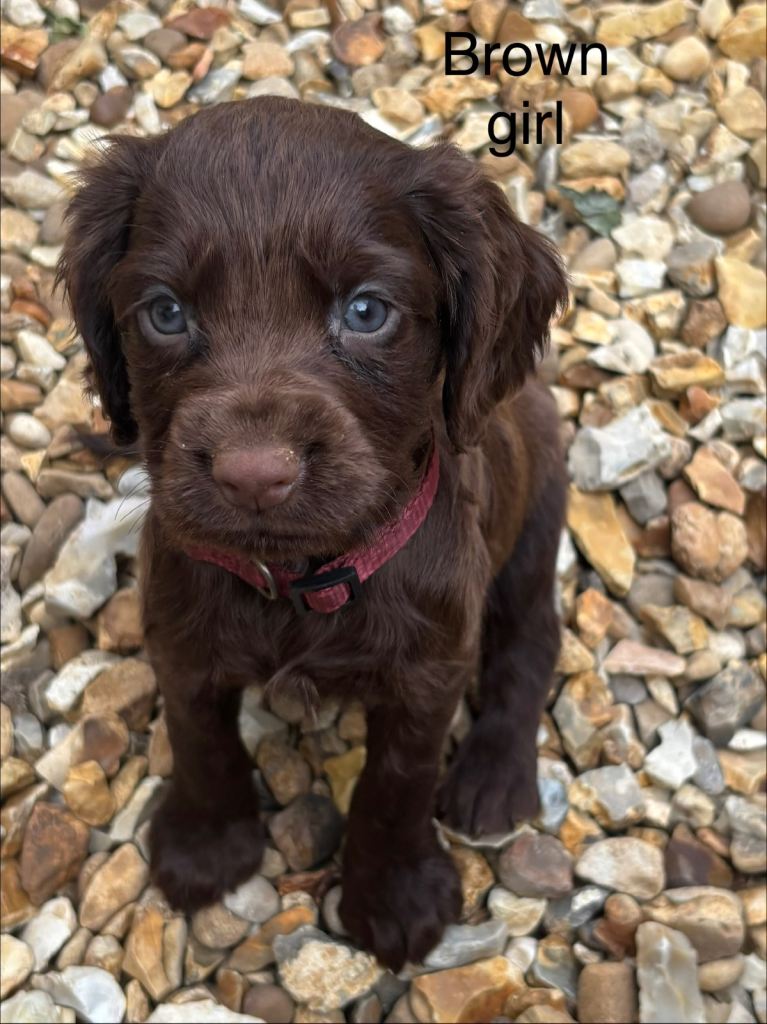 Cocker spaniel puppies 