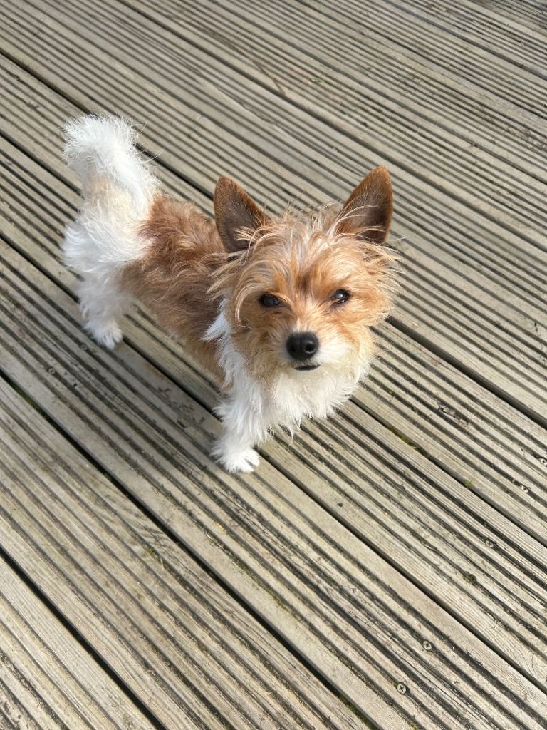 Tiny Yorkshire terrier x jack Russell 