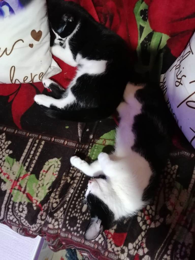 Kittens looking for forever home!