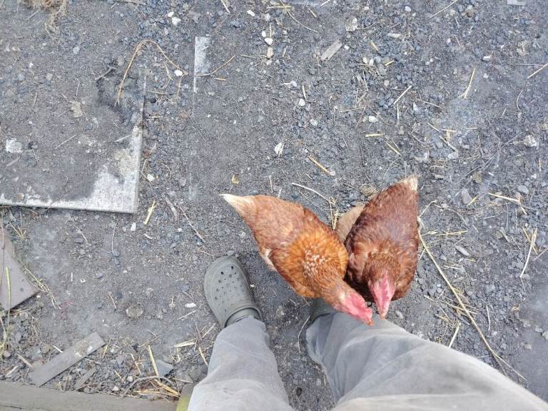 Two Lovely Brown Hy-Line hens