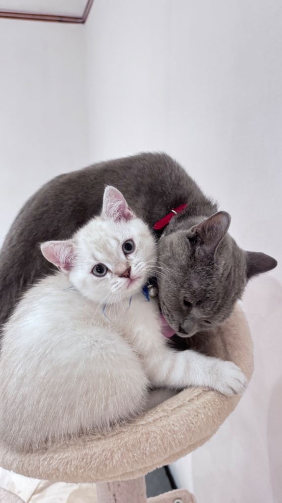 British Shorthair Colourpointed Kittens – Silver Tipped