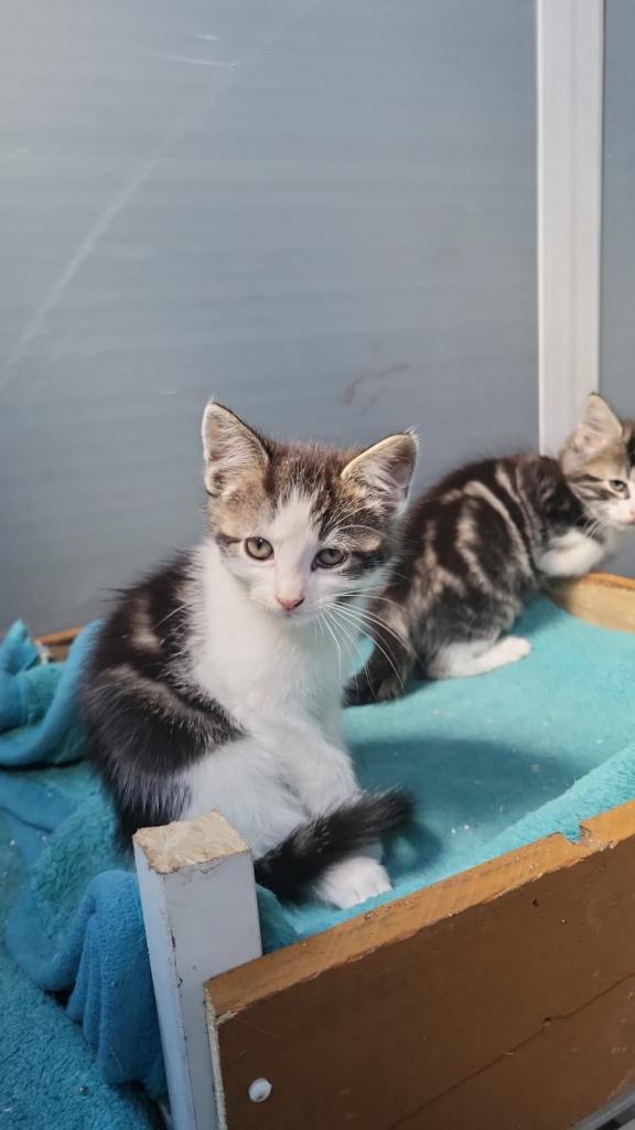 Kitten for sale