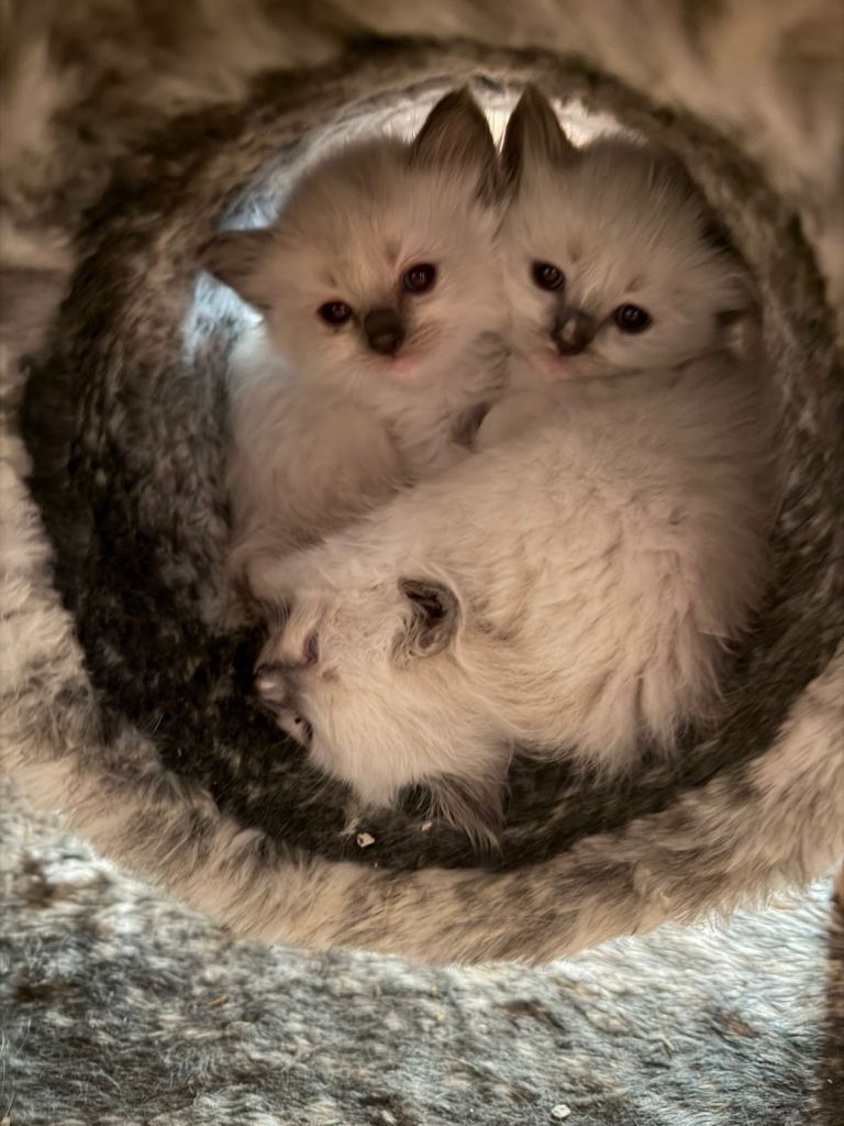 Pedigree Ragdoll kittens 