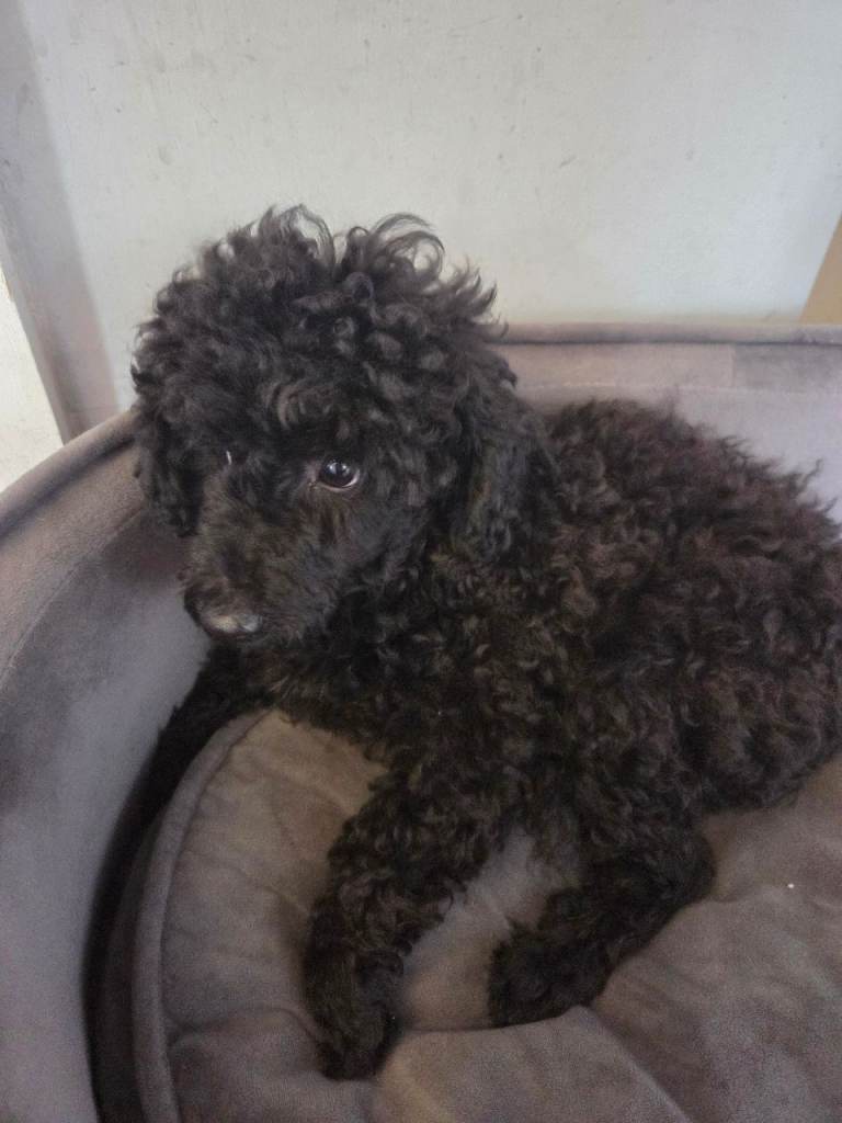 Kc registered FULLY VACCINATED toy poodle male puppy 