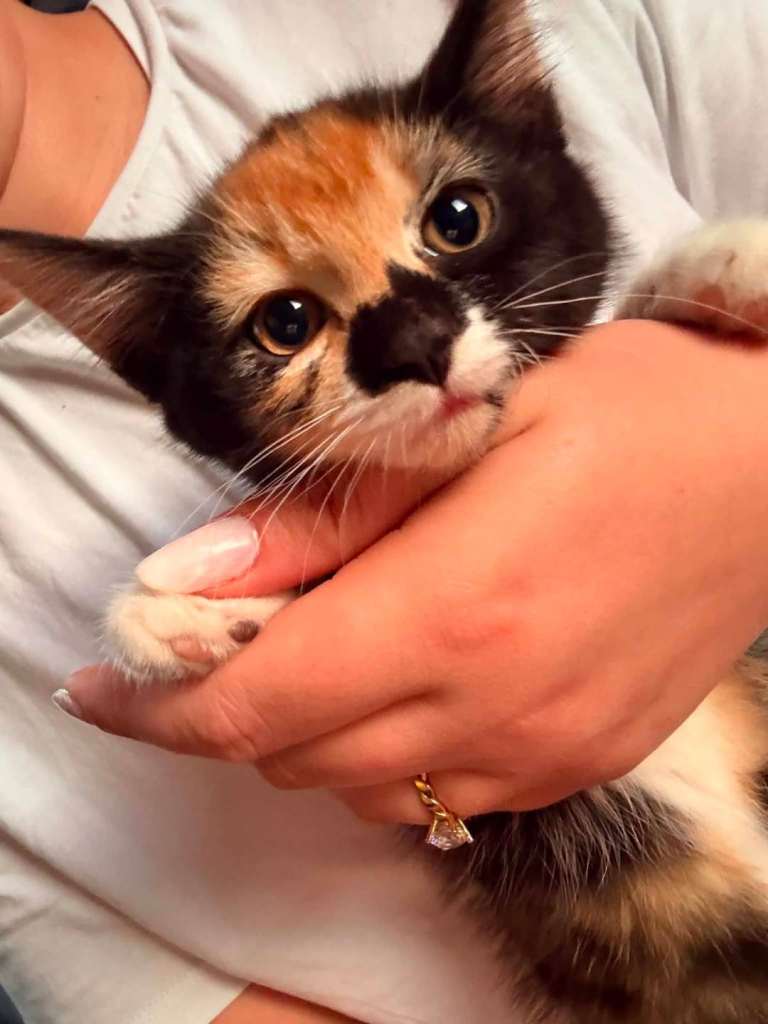 Kittens 