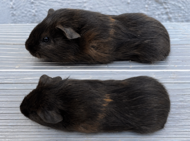 Baby Guinea pigs - 1 left back avalible 