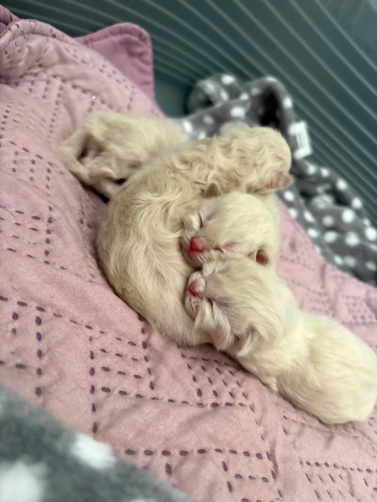 Ragdoll/blue kittens for sale