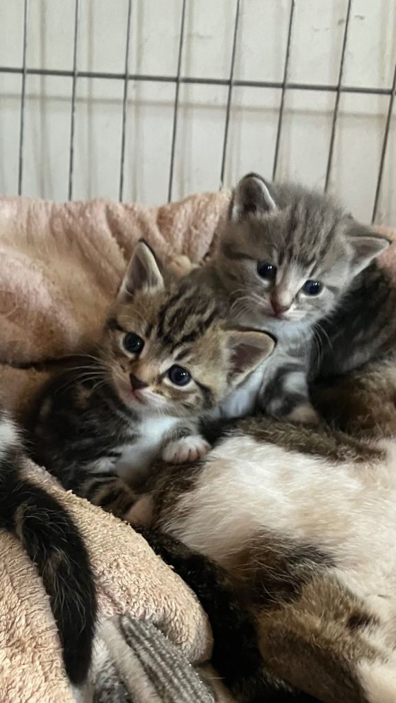 British Short Hair Cross Kittens