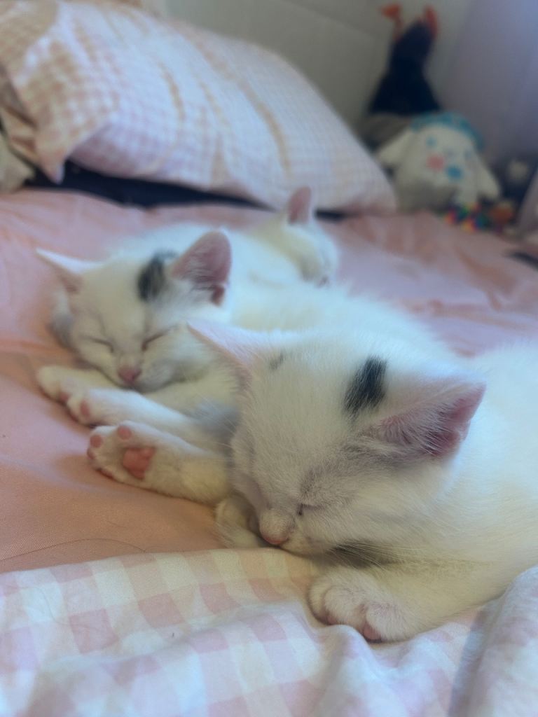 Kittens 