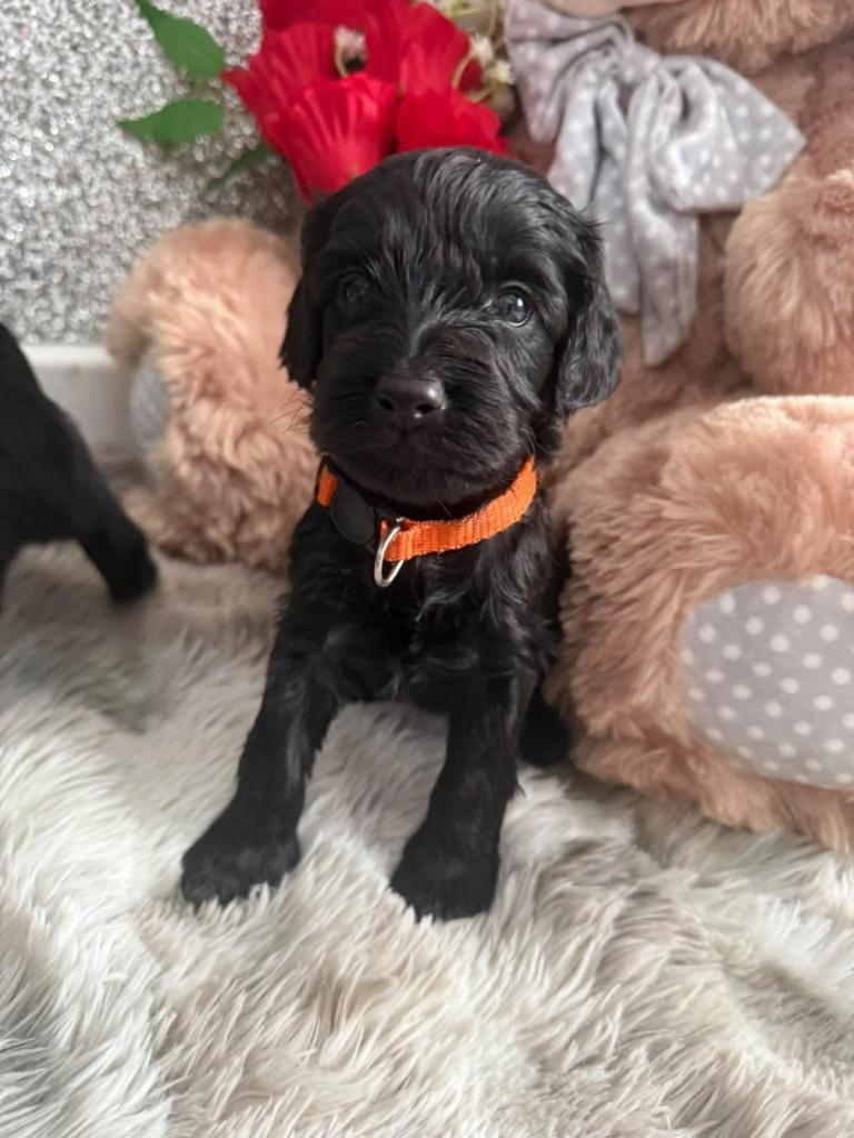 Cockerpoo puppies 