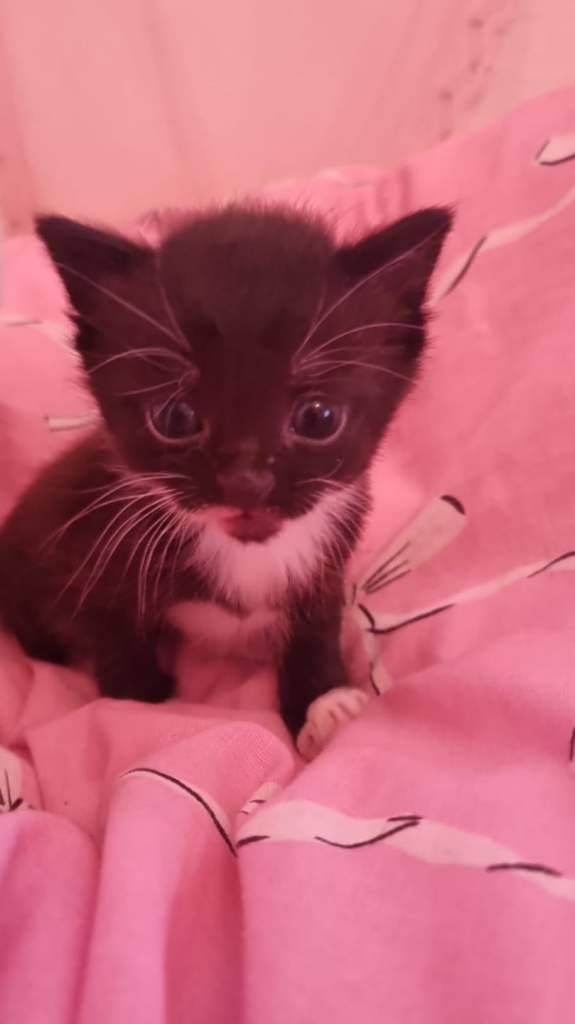 4 beautiful kittens ready for new loving home ♡