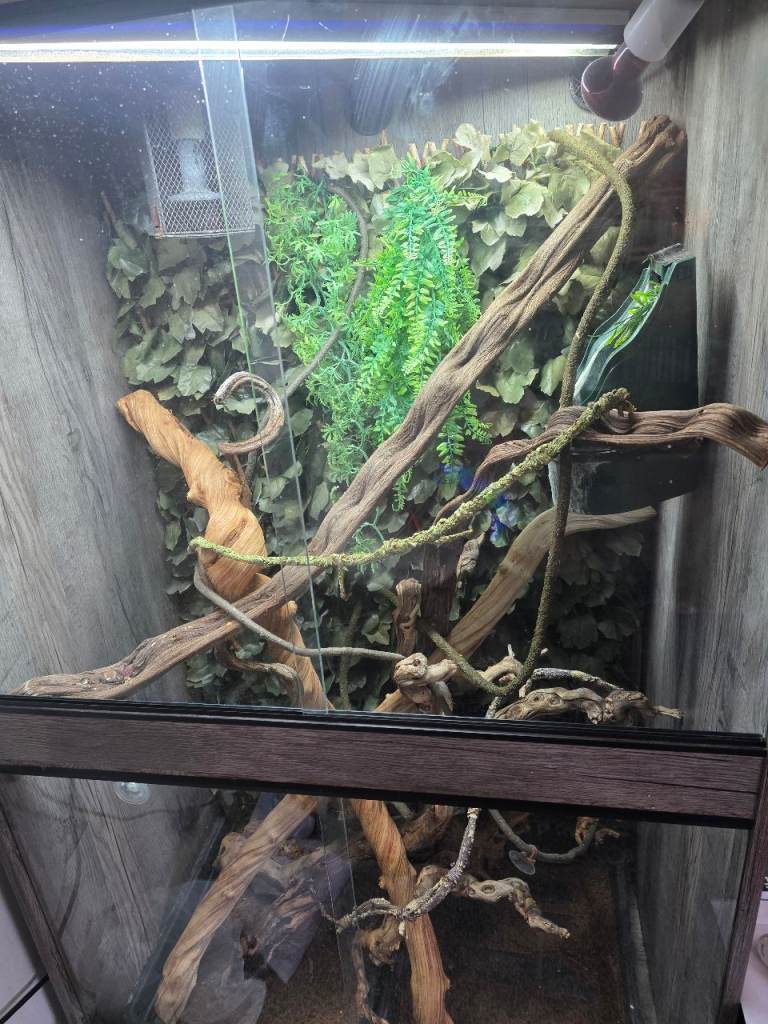 Chameleon vivarium 