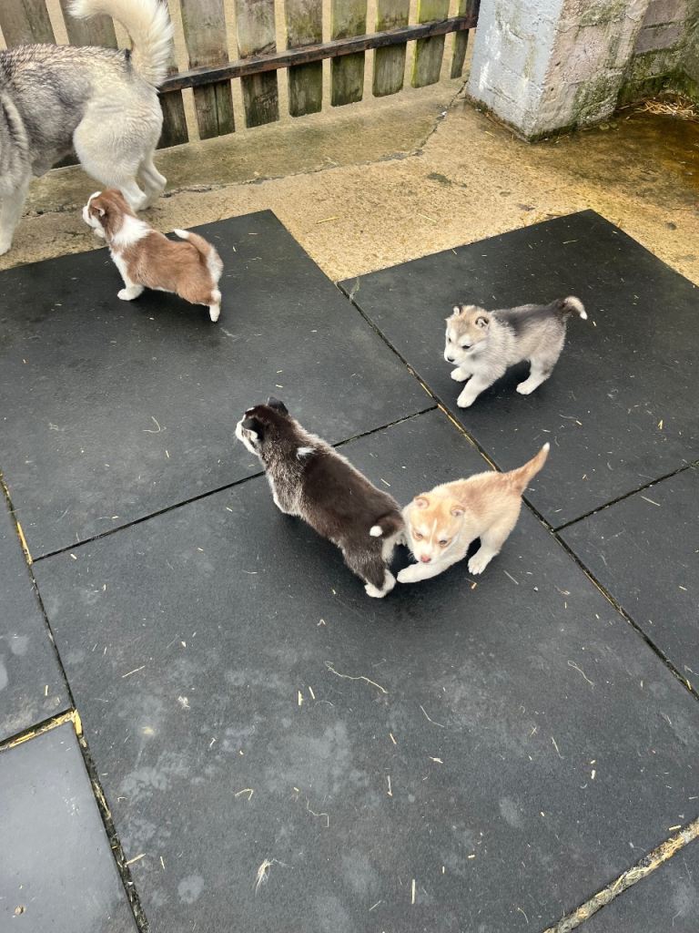 Pups