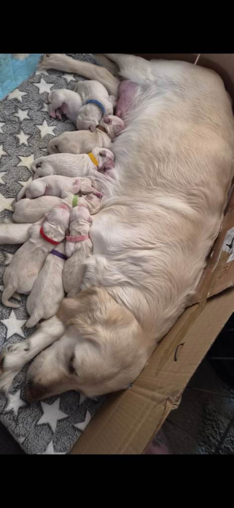 Beautiful Golden Retriever Puppies 🐶 