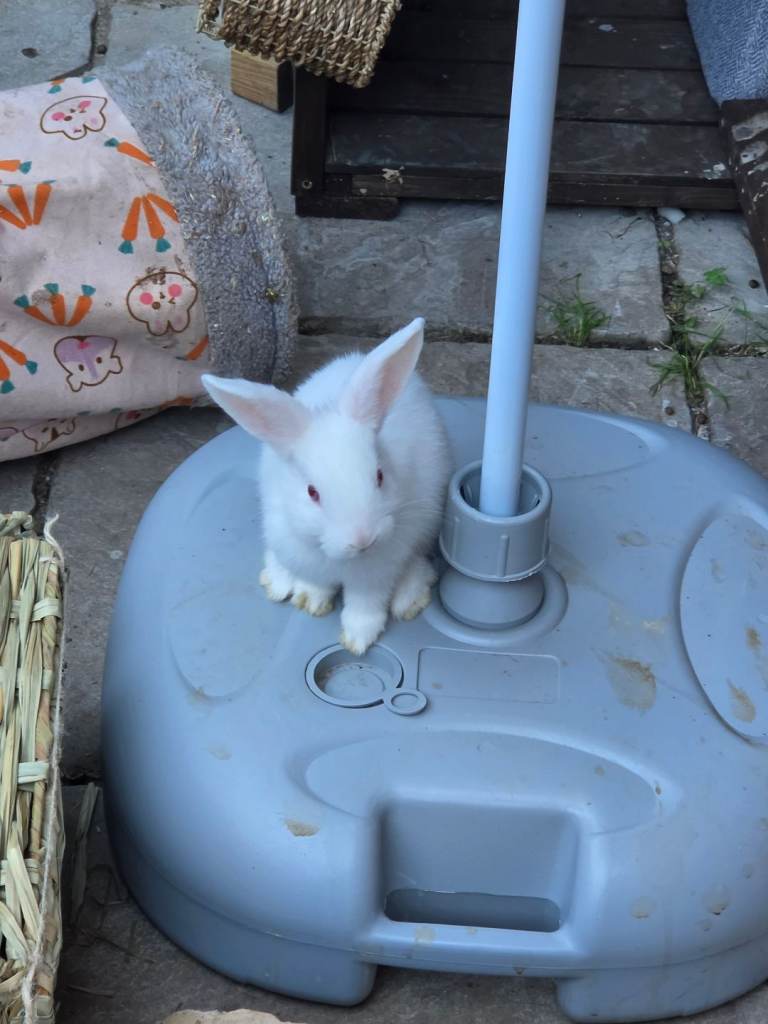 Beautiful white lop rabbit