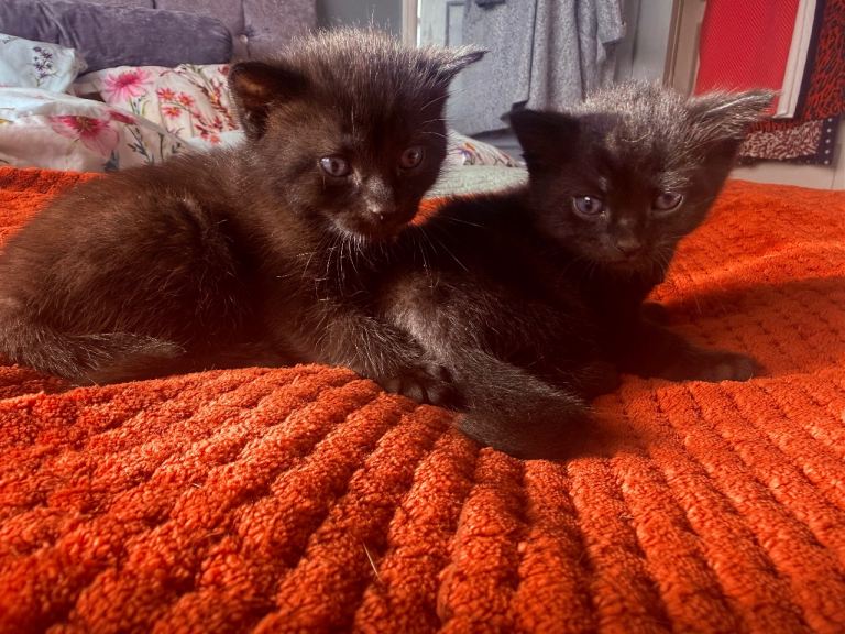 2 beautiful mix bread kittens 