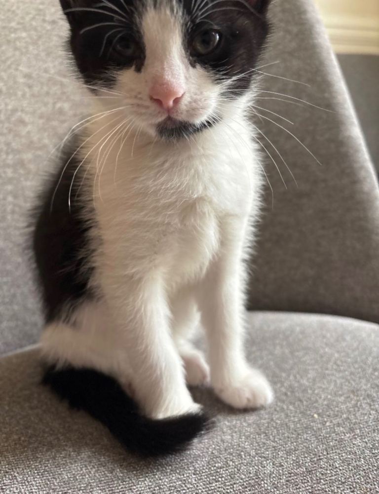 black/white n black kitten