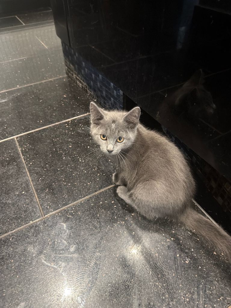 Ragdoll x Maine Cooneo kittens  