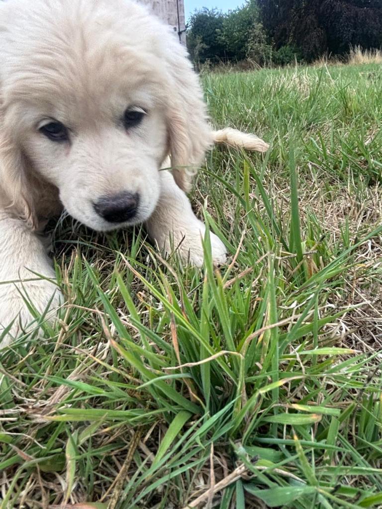 Golden retrievers