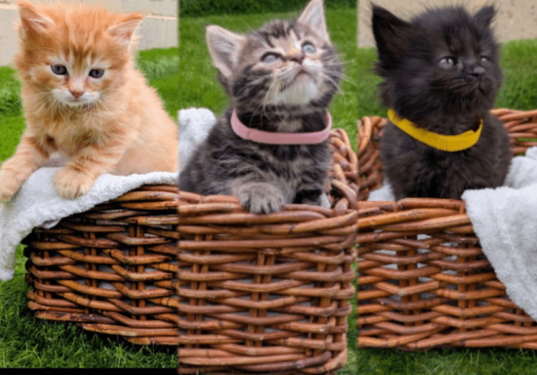 🐾 Rare Super Fluffy Maine Coon Type Kittens – Stunning Colours – EN8 (Walthamcross) ⭐