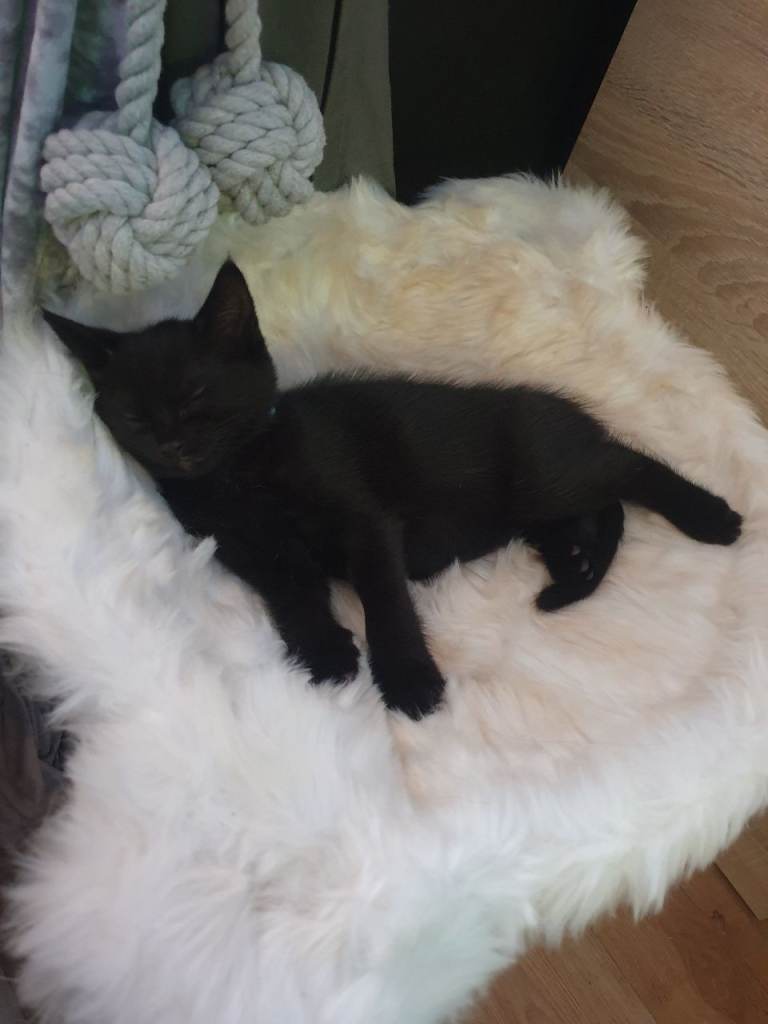 Gorgeous male kitten ready for his new home 