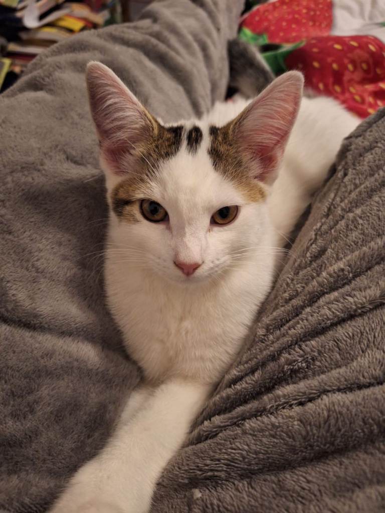 Beautiful Female Kitten 