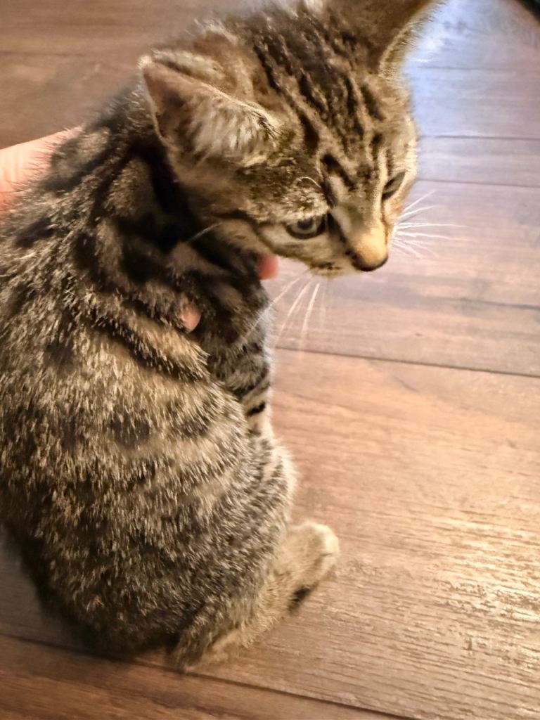 Kitten 
